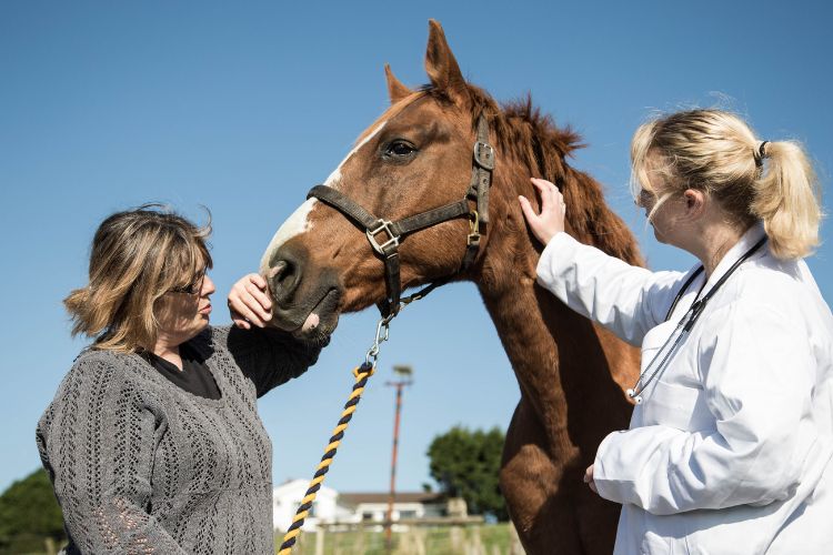 how-to-deworm-horse-guide-for-equestrians